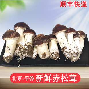快递北京平谷新鲜赤松茸5斤/1斤 姬松茸新鲜菌菇