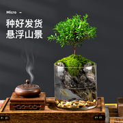 小叶赤楠九里香生态瓶，苔藓创意微景观办公室桌面，盆栽青苔造景绿植