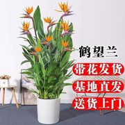 天堂鸟带花鹤望兰绿植盆栽客厅，办公室内庭院大型植物轻奢落地盆景