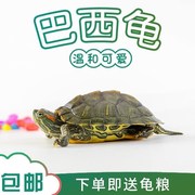 黄金巴西龟观赏小乌龟活物杂食长寿红耳龟儿童宠物龟苗龟
