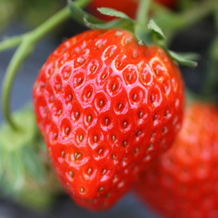 猪猪团越秀草莓奶油草莓新鲜草莓日本红颊草莓建德草莓3斤