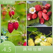 进口高山草莓种子 红色奇迹 黄色奇迹 四季阳台盆栽花卉可食用