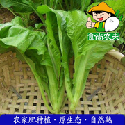 农家芥菜 有机肥生态种植新鲜蔬菜配送500克 广东满88元