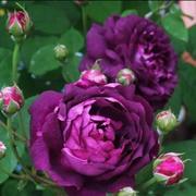 比利时大花浓香月季花苗，蓝紫浓香玫瑰阳台花园，花卉绿植盆栽密涅瓦