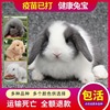 兔子活物小型侏儒兔荷兰纯种，折耳兔迷你网红小宠物儿童好养垂耳兔