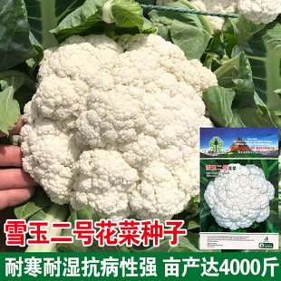 花椰菜种子白菜花种籽春季花菜阳台盆栽庭院菜园菜种籽蔬菜种子孑