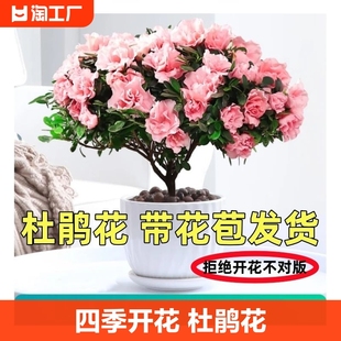 杜鹃花盆栽重瓣花卉植物室内四季开花鲜花带花苞树苗绿植好养易活