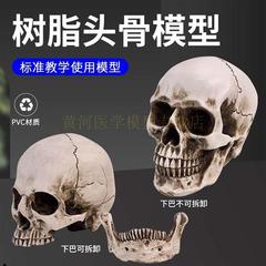 1 1树脂d骷髅头绘画人头骨艺用人体肌肉骨骼解剖头骨模型美术
