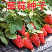草莓种子四季种植奶油草莓籽，四季草莓籽草莓，种籽子水果花卉种孑