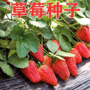 草莓种子四季种植奶油草莓籽四季草莓籽草莓种籽子水果花卉种孑