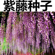 紫藤种子紫藤花种籽子爬藤花卉，阳台花籽室外庭院四季易种