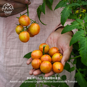 日出大黄蜂樱桃番茄种子皮薄，香浓有机进口传家宝蔬菜盆栽阳台种菜