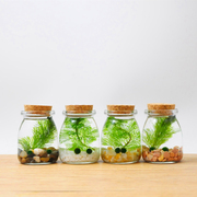 幸福海藻球微景观生态瓶创意，迷你植物桌面玻璃瓶，水培球藻盆栽礼物