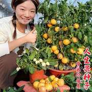 正宗人参果种子多年生水果种子四季播种人生果树种子庭院盆栽种子