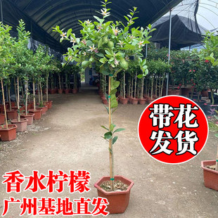 柠檬树绿植室内客厅大型植物阳台庭院北欧风好养易活香水柠檬盆栽