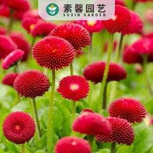 原厂彩包家庭园艺花种子乒乓雏菊种子100粒秋播易种易活花卉种子