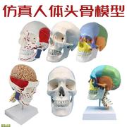 成人11头颅骨解剖标本，医学仿真人体头骨，模型可拆卸彩色骷髅头