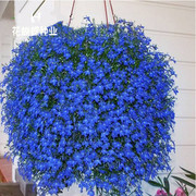 蓝花亚麻花种子四季易种阳台，庭院室内外垂吊花卉盆栽植物吊兰花籽