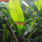 芭蕉树苗别名绿天扇仙甘蕉芭蕉苗庭院绿化树苗芭蕉树苗可以长3米