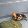 安徽黄缘半水龟，造景纯天然鹅卵石鱼缸龟缸环境垫材闭壳龟盒龟