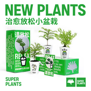 超级植物请放松雾松放青松，四季绿植室内桌面盆栽花卉高级创意礼物