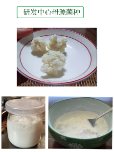 开菲尔菌种非雪莲，藏灵菇自制酸奶发酵豆浆椰浆，首次可做两三百毫升