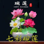 四季开花水培植物睡莲水生碗莲花卉盆栽种子室内四季易活水养荷花