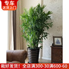 夏威夷椰子竹子盆栽富贵椰子 耐阴植物较耐寒大型室内办公室绿植