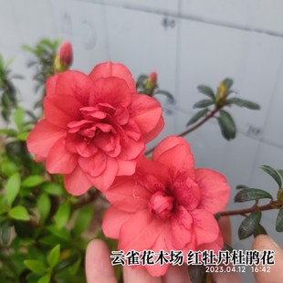 红牡丹杜鹃花 皋月品种杜鹃红色重瓣花型耐寒耐热精美盆栽花卉