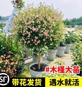 小木槿棒棒糖花苗蓝雪花四季好养花卉盆栽室内阳台庭院带花