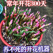 四季开花重瓣风雨兰种球，庭院阳台绿植，盆栽花卉植物内好养易活韭兰