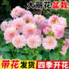 大丽花盆栽带花苞种球花卉带土绿植室内阳台庭院牛奶咖啡四季开花