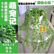 多肉植物珍珠吊兰，盆栽室内花卉佛珠吊兰吸甲醛，带盆种好