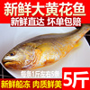 新鲜大黄花鱼5条5斤小黄鱼冷冻生鲜海鲜水产鲜活冰鲜深海海鱼整箱