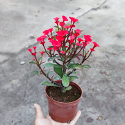 稀有种红色无刺虎刺梅盆栽，铁海棠四季常年开耐晒耐热阳台花卉