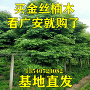 正宗四川金丝楠木树苗，海南黄花梨沉香，小叶紫檀名贵植物珍稀庭院