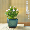 日本姬月季盆栽姬乙女月季超微盆景办公桌阳台绿植花卉带花苞植物