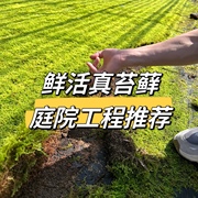 ＜半平链接＞青苔藓鲜活白发藓大灰藓星星藓微景观短绒藓庭院草皮