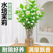 水培茉莉花苗盆栽带花苞重瓣浓香型花卉四季开花室内桌面好养绿植