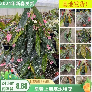 鳟鱼秋海棠ins风网红进口绿植盆栽室内阳台，观叶荷兰进口花卉植物