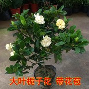 独杆大叶栀子花树苗盆栽牡丹栀子花带花苞浓香型庭院阳台客厅花卉