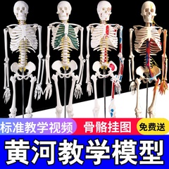 170cm模型小白脊椎全身人体骨骼