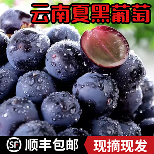现摘云南夏黑葡萄 无籽葡萄 黑蜜葡萄 香甜提子新鲜水果 4斤