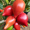 超甜芒果蜜番茄种子沙瓤水果，大西红柿种籽四季盆栽蔬菜孑苗秧春季