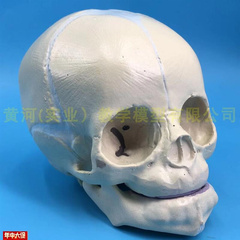 婴儿头骨模型胎儿头骨人体A骨骼模型婴儿头颅骷髅头骨模型