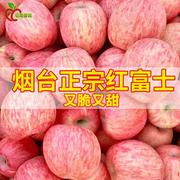 正宗山东栖霞红富士脆甜丑苹果水果特产烟台富士苹果5斤整箱