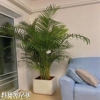 散尾葵大型盆栽室内客厅，好养绿植花卉，办公室吸甲醛净化空气凤尾竹