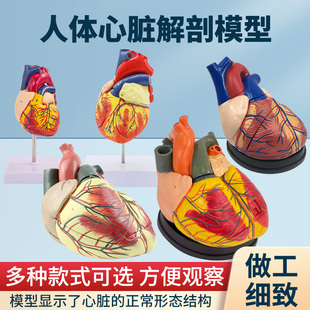 11人体心脏解剖模型b超彩超心脏模型拆卸医学自然大心脏教学