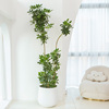 造型鸭脚木盆栽大型室内绿植，客厅旺宅八方来财树七叶莲办公室植物
