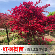 红枫树苗三季红日本红枫红舞姬盆景地栽庭院绿化苗耐寒彩色风景树